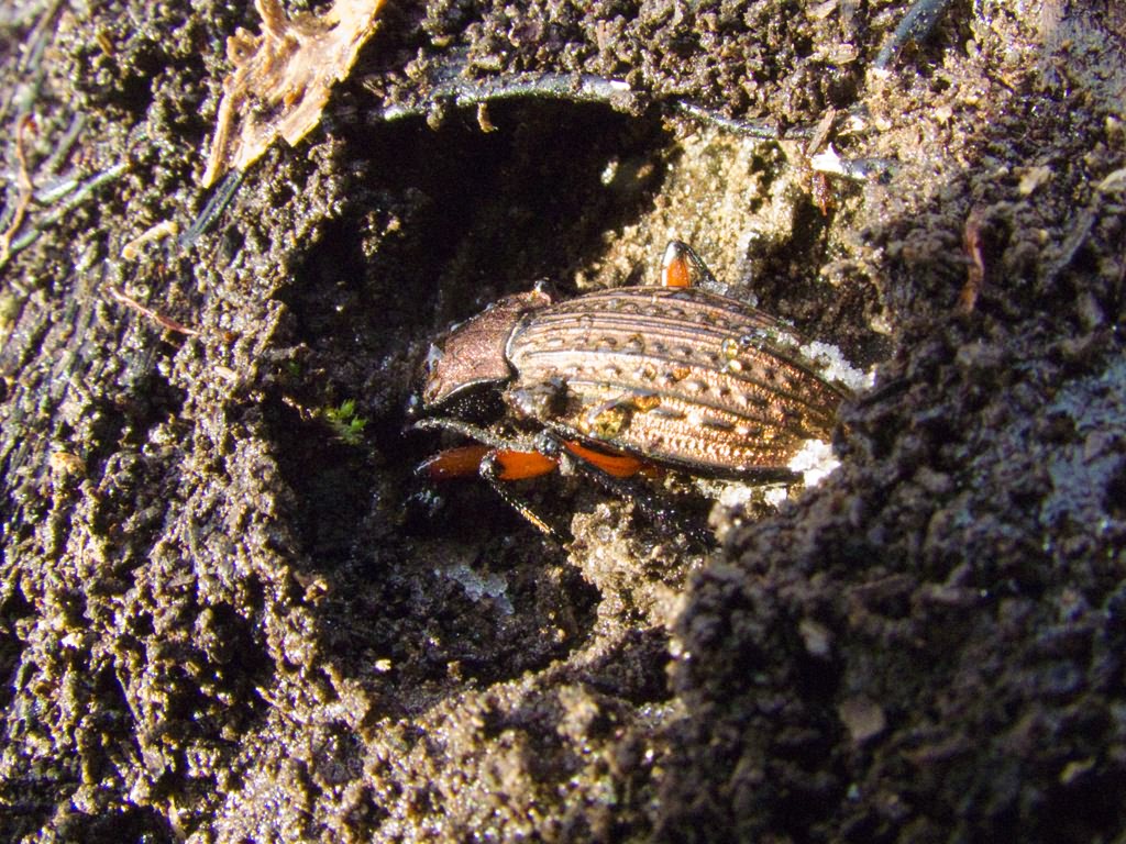 granulatus Linne, 1758